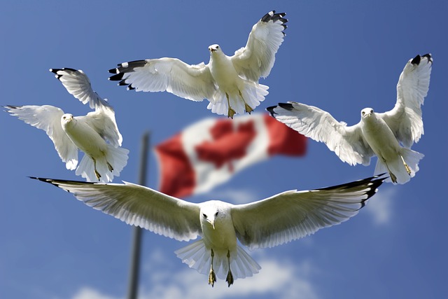 Seagulls and migration pathway metaphor